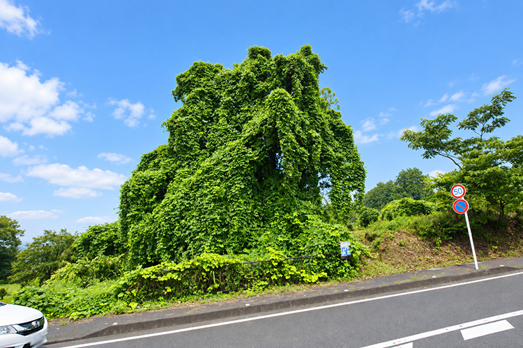 戸建